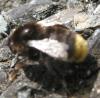 285688 – Photo : Lithos insektoide – France (49)
